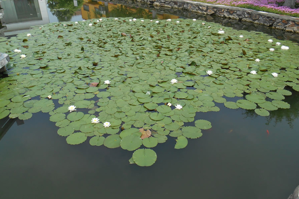 池塘荷花.jpg